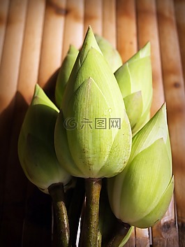 蓮花,花,花園