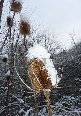 廠,雪,冰