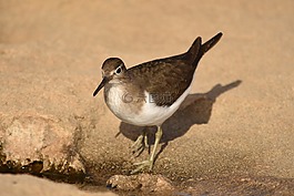 限制,鳥(niǎo),野生動(dòng)物