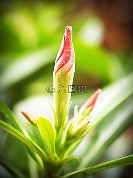 花,特寫,樹