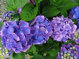 繡球花,藍(lán)色,紫