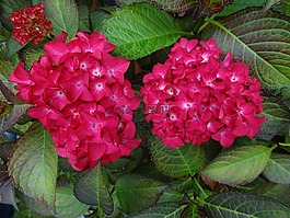 繡球花,紅色,多年生