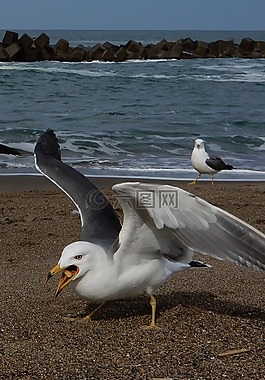 動(dòng)物,海,海灘
