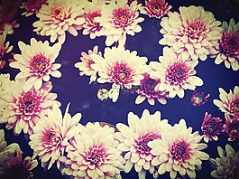 花,模糊,宇宙