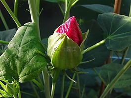 木槿,粉红色的花,芽