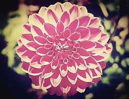 花,模糊,宇宙