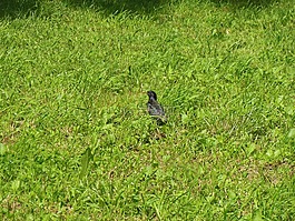 草,鳥,公園