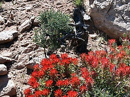 花,印度漆刷,野花