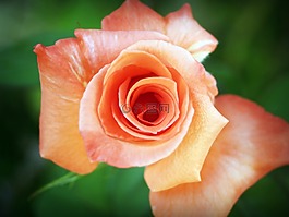 玫瑰,花,孤立
