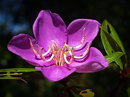 花,模糊,宇宙