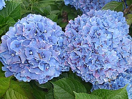 绣球,鲜花,蓝色