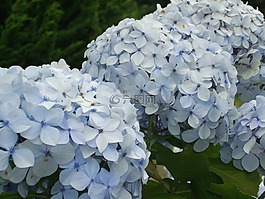 绣球,蓝色,花
