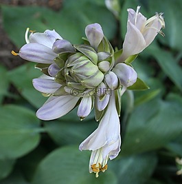 藍(lán)玉簪,花的,植物