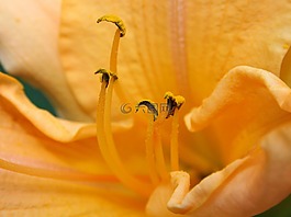 黄莉莉,雄蕊,花粉