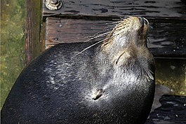 密封,動物,水