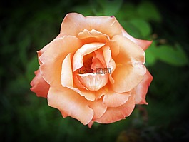 玫瑰,花,園藝