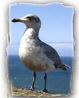 海鷗,動(dòng)物,鳥
