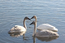 天鵝,水,游泳