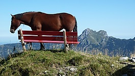山,銀行,馬