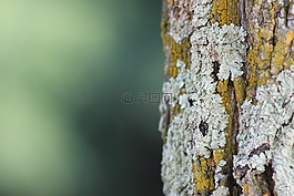 樹,性質(zhì),木材