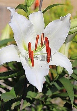 百合,白,百合科