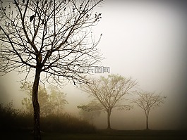 抽象,黑,植物