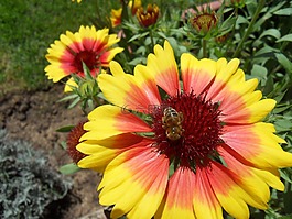 花,蜜蜂,夏季鮮花