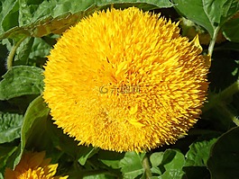 花,knirps,鲜花