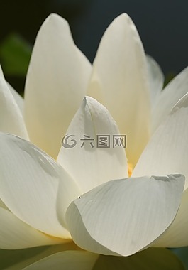 花,廠(chǎng),蓮花