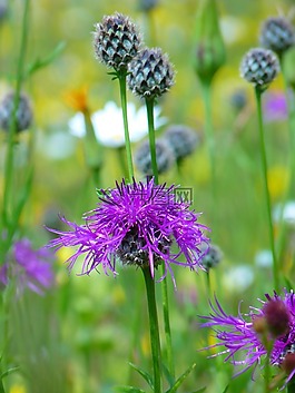 knapweed,紫,指出花