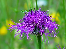 knapweed,紫,指出花