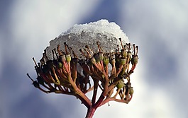 雪,種子,褪色