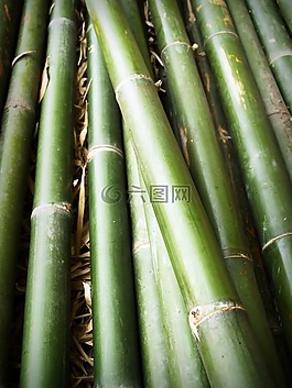 竹,森林,日本