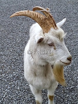 山羊,白,動(dòng)物