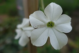 白,花,植物