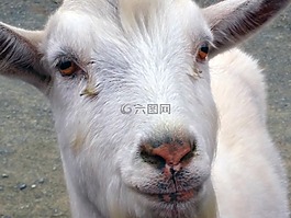 山羊,白,動(dòng)物