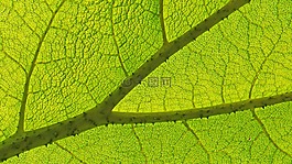 葉子,廠,性質(zhì)
