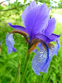虹膜,花,蓝色
