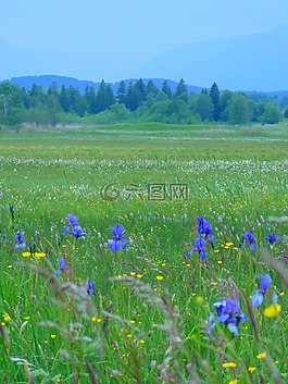 鳶尾花,西伯利亞 schwertlilie,草地