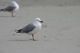 鳥,水,野生動(dòng)物