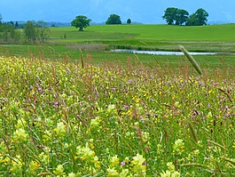 riedwiese 草甸,新疆白鲜,厂