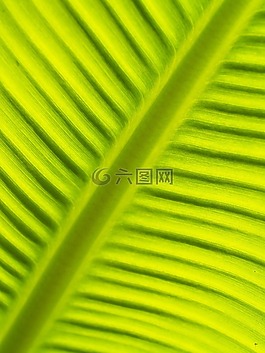 葉,背景,線路