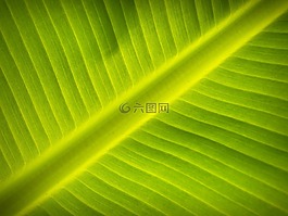 葉,背景,線路