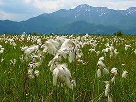 cottongrass,沼泽草甸,开花