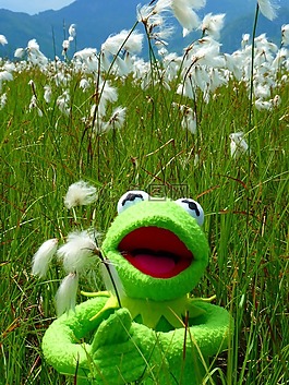 cottongrass,沼泽草甸,开花