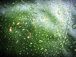 葉,水,綠色