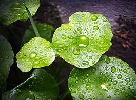 葉,水,綠色