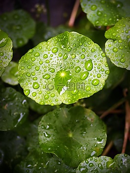 葉,水,綠色