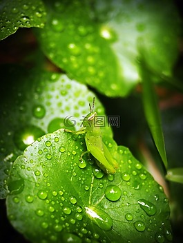葉,水,綠色
