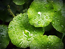 葉,水,綠色
